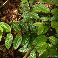 Uncaria elliptica R.Br. ex G.Don